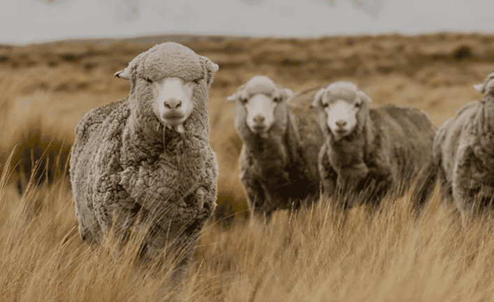 5 Things About Merino Wool